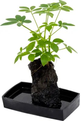 Lova Schefflera Lava stone 25x40 cm