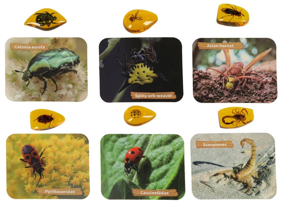 KIK Vzdelávacia súprava pre deti - Archeologické vykopávky: Hmyz v jantári 6+