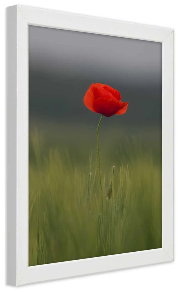 Gario Plagát Mak na poli Farba rámu: Bez rámu, Rozmery: 40 x 60 cm