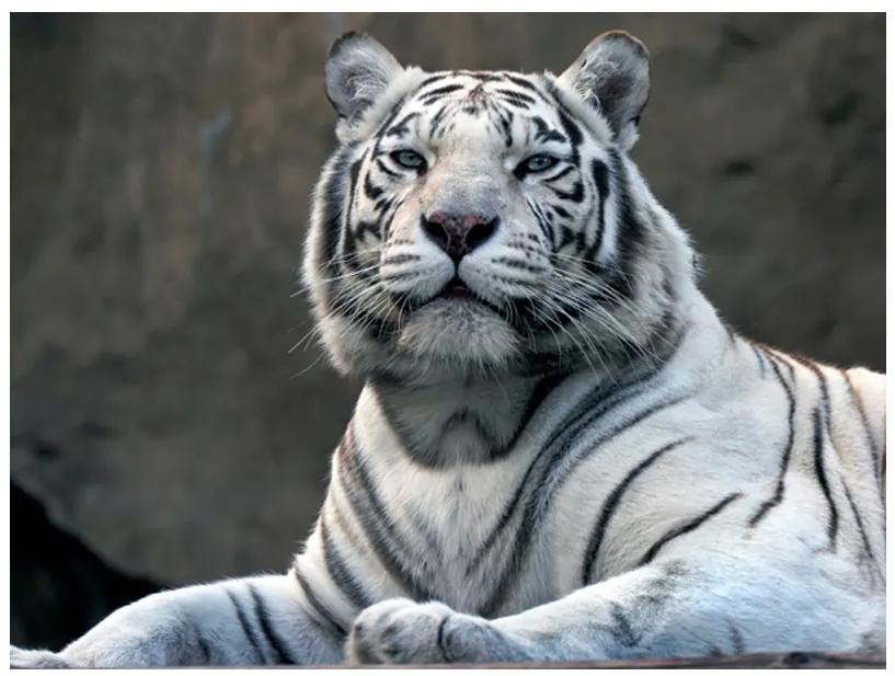 Artgeist Fototapeta - Bengali tiger in zoo Veľkosť: 245x193, Verzia: Samolepiaca