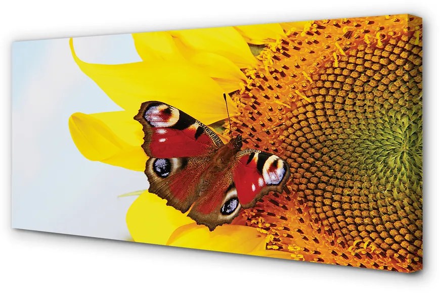 Obraz na plátne slnečnica motýľ 120x60 cm