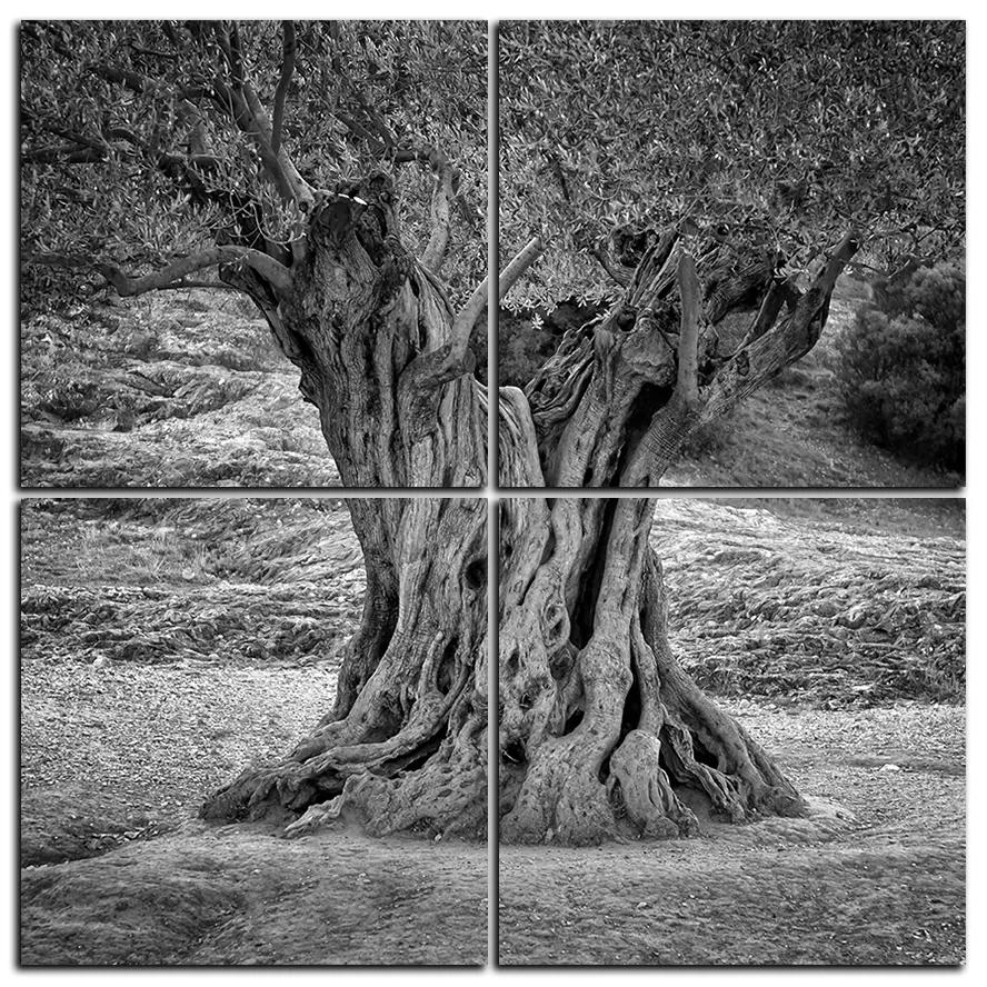 Obraz na plátne - Starý olivovník - štvorec 3181QE (100x100 cm)