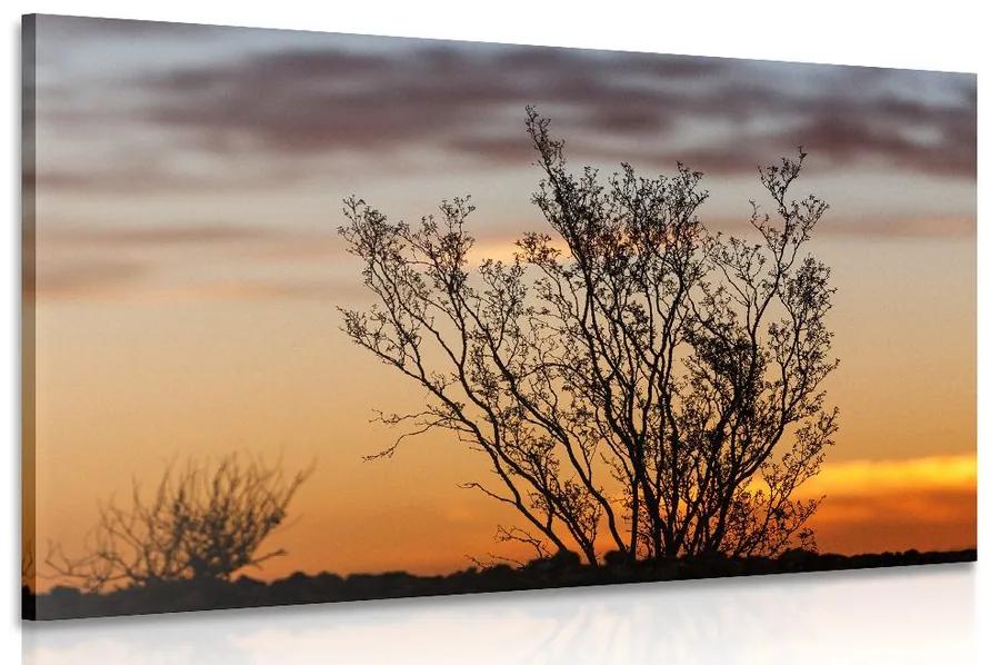 Obraz konáriky v západe slnka Varianta: 120x80