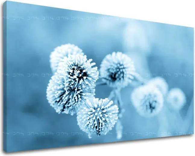 Obraz na stenu KVETY PÚPAVA XOBKV147E11 - 40x60 cm