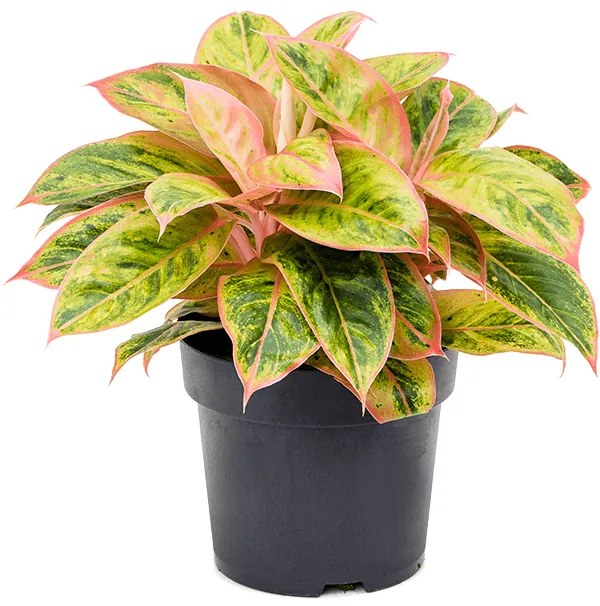 Aglaonema "Salmon Fantasy" 19x55 cm