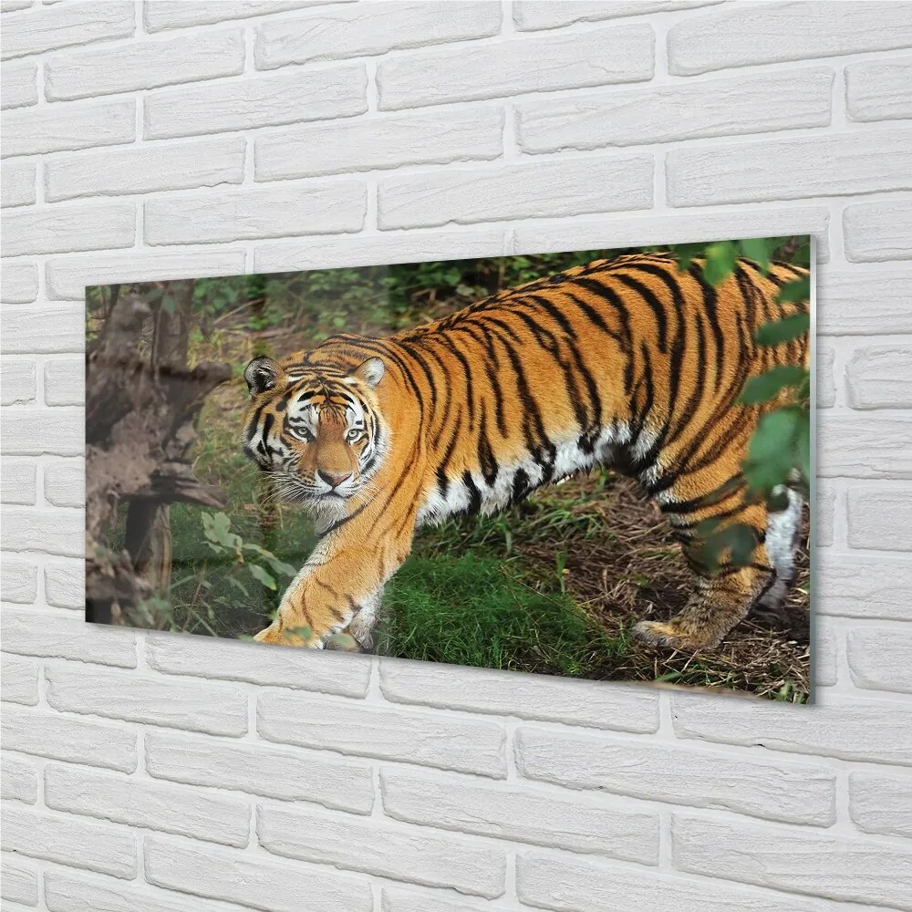 Sklenený obraz Tiger Woods 120x60 cm