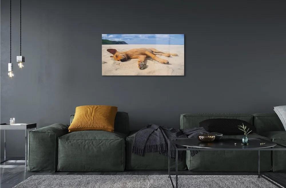 Sklenený obraz Ležiaci pes pláž 100x50 cm
