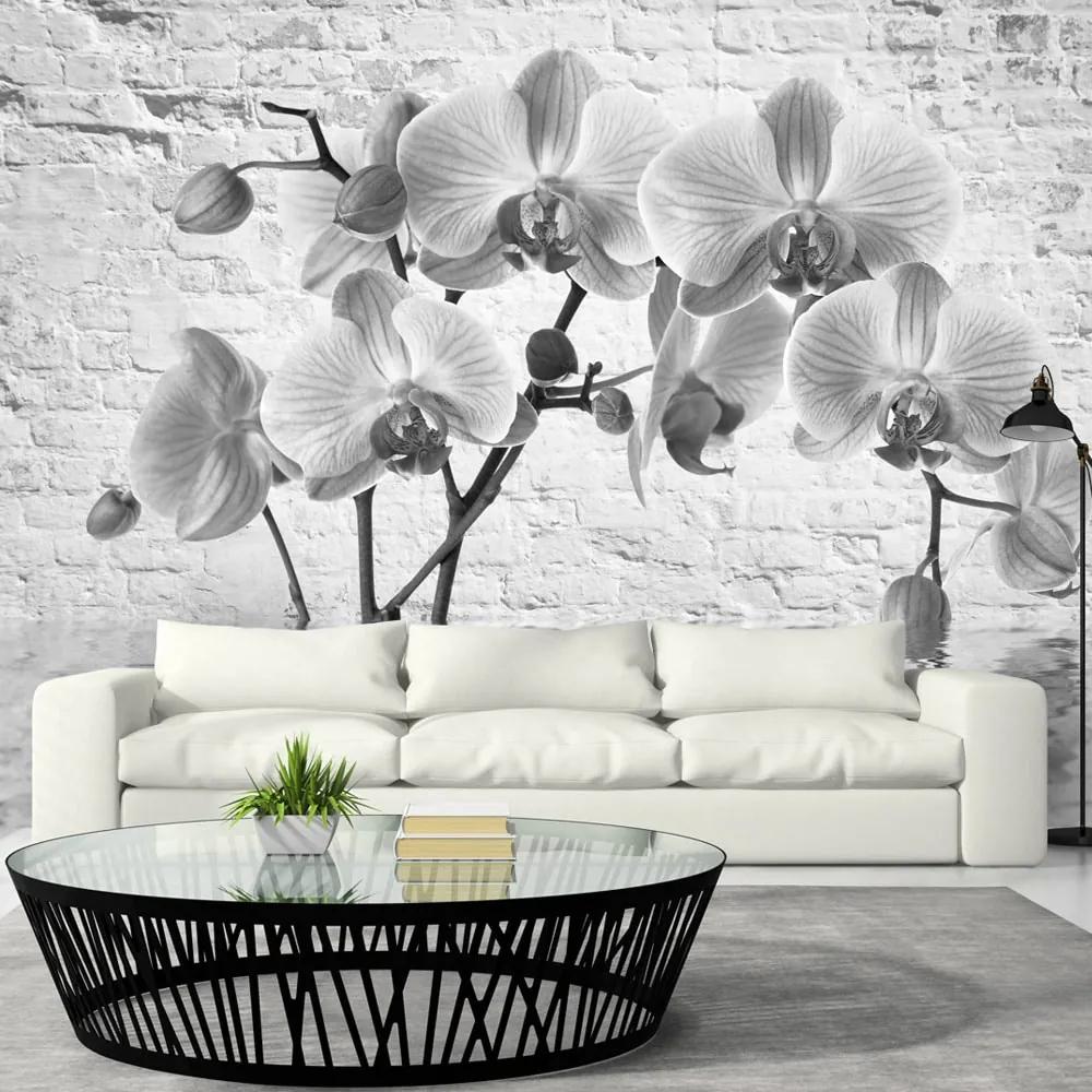 Fototapeta orchidea v odtieňoch šedej - Orchid in Shades of Gray
