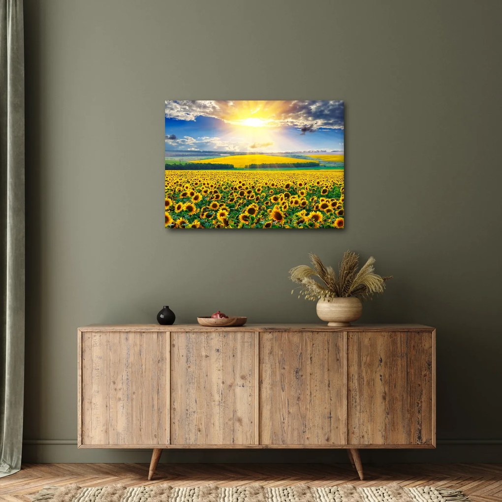 Obraz - Pole slnečníc (70x50 cm)