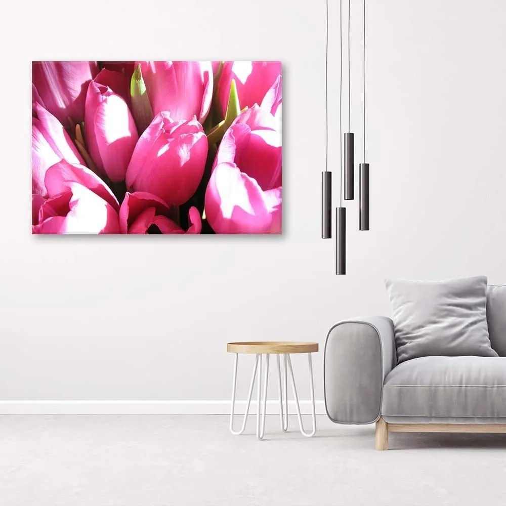Obraz na plátně Tulipány růžový květ - 100x70 cm