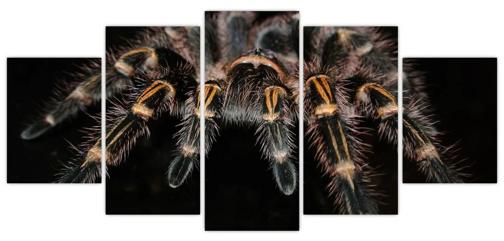 Obraz - Tarantula