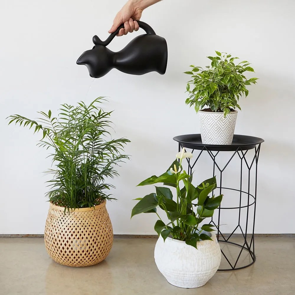 Plastová kanvička na zalievanie 2 l Meow – Balvi