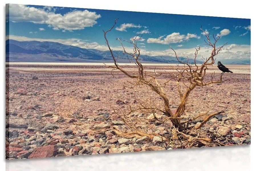 Obraz krajina sucha - 120x80