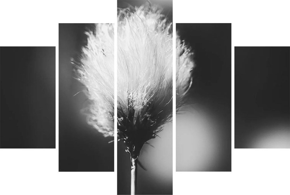 Obraz - Čiernobiely cottongrass (150x105 cm)