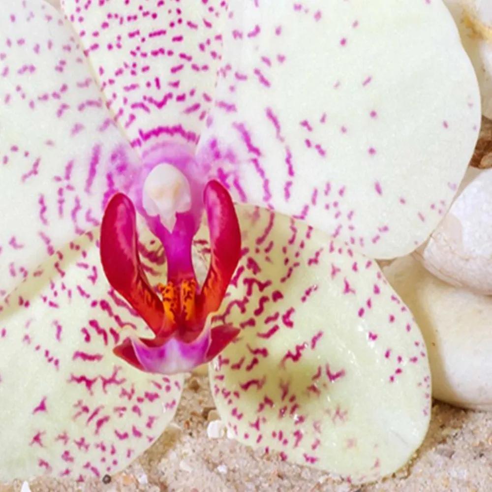 Ozdobný paraván Orchidej - 110x170 cm, trojdielny, obojstranný paraván 360°
