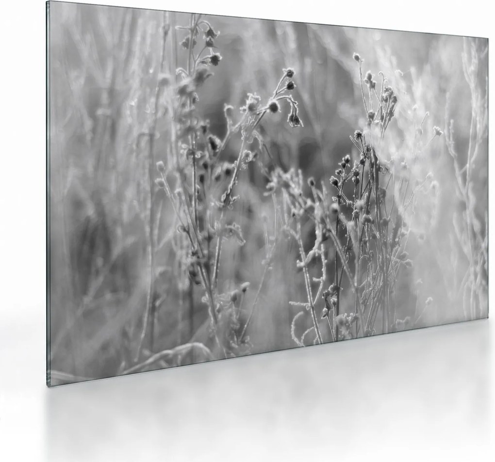 Sklenený obraz - Divoká lúka (70x50 cm)