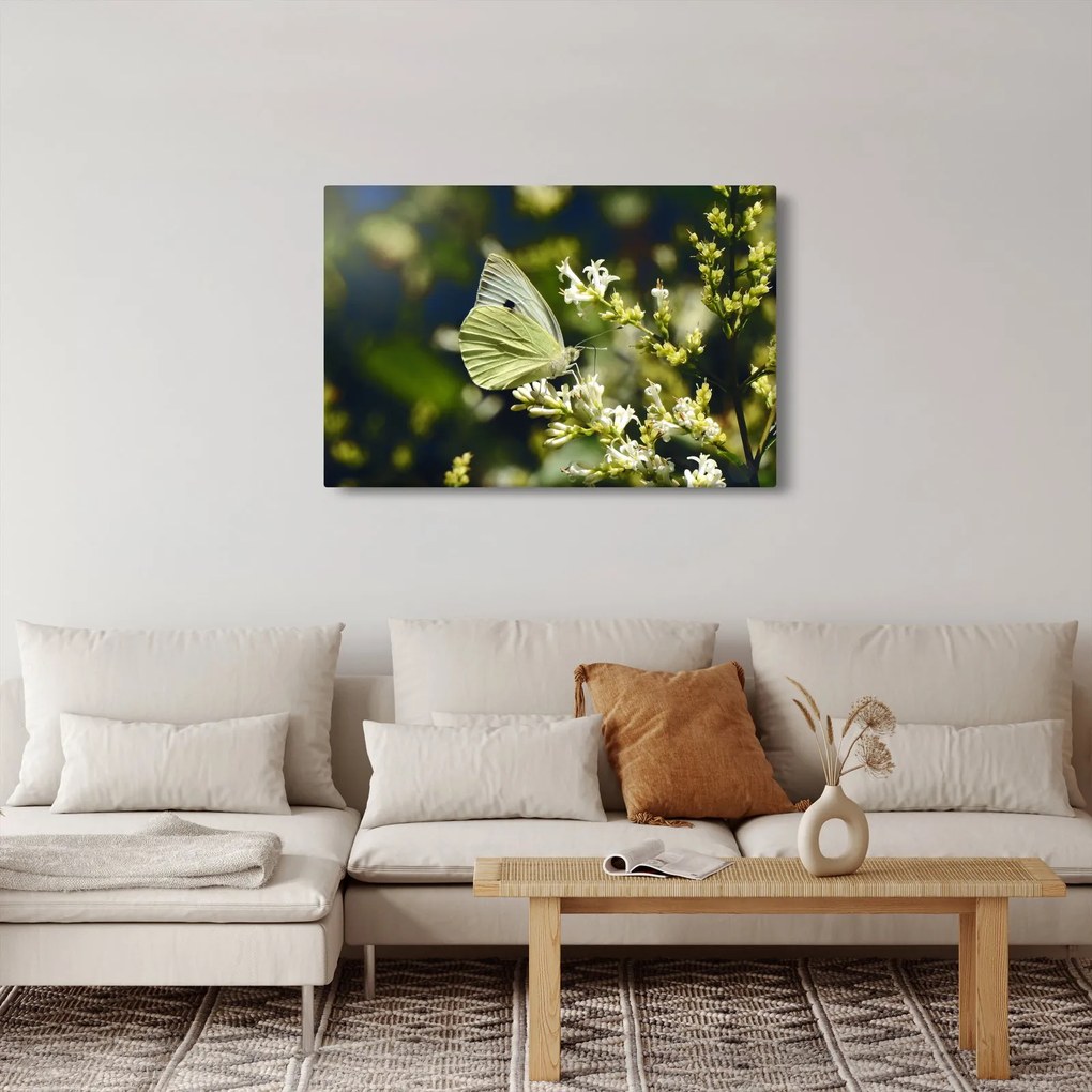 Obraz motýľa (90x60 cm)