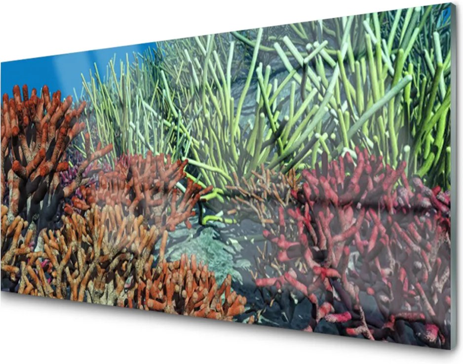 Plexisklo obraz Korálový útes příroda