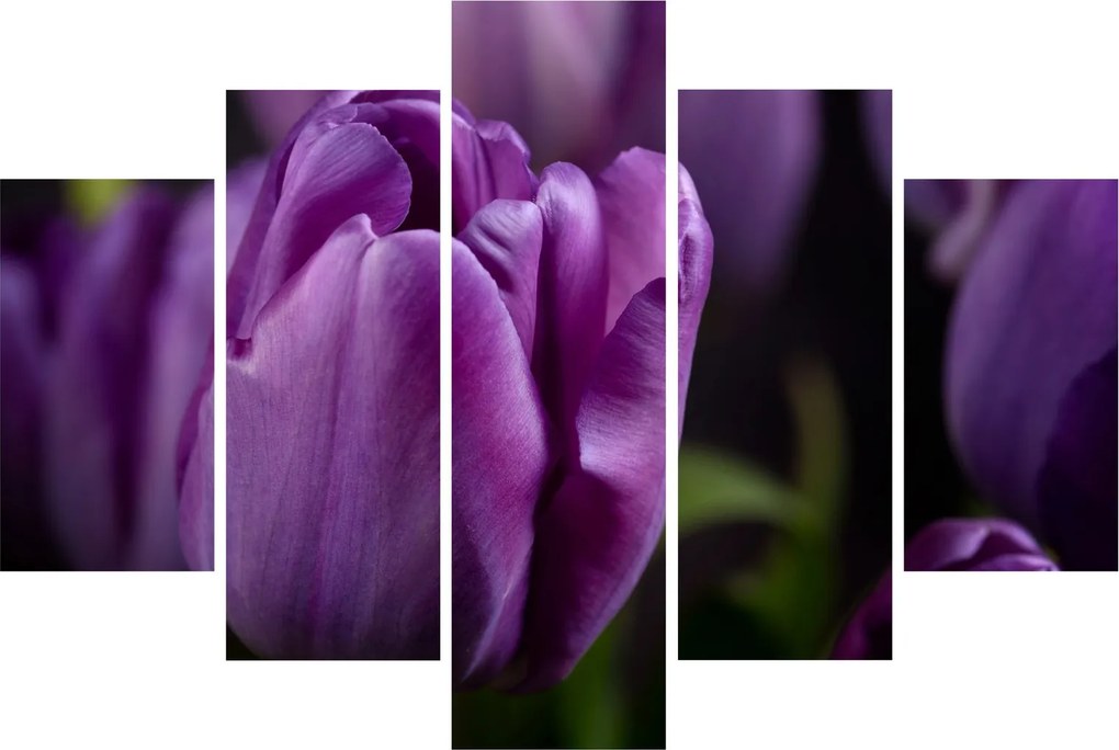 Obraz kvetov tulipánov (150x105 cm)