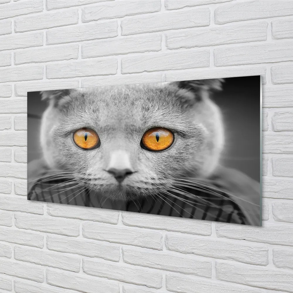 Nástenný panel  Sivá Britská mačka 100x50 cm
