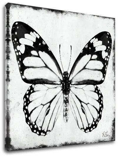 Obraz na plátne MOTÝĽ 1 dielny XOBCH20463FDE1