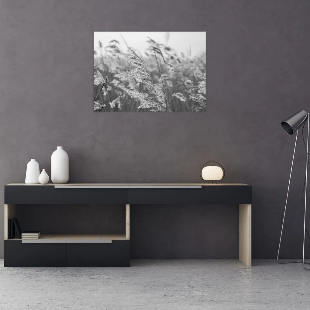 Obraz - Tráva vo vetre (70x50 cm)