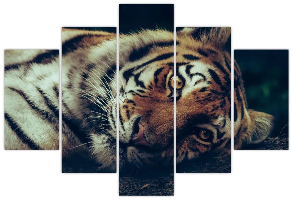 Obraz - Tiger Sibírsky (150x105 cm)