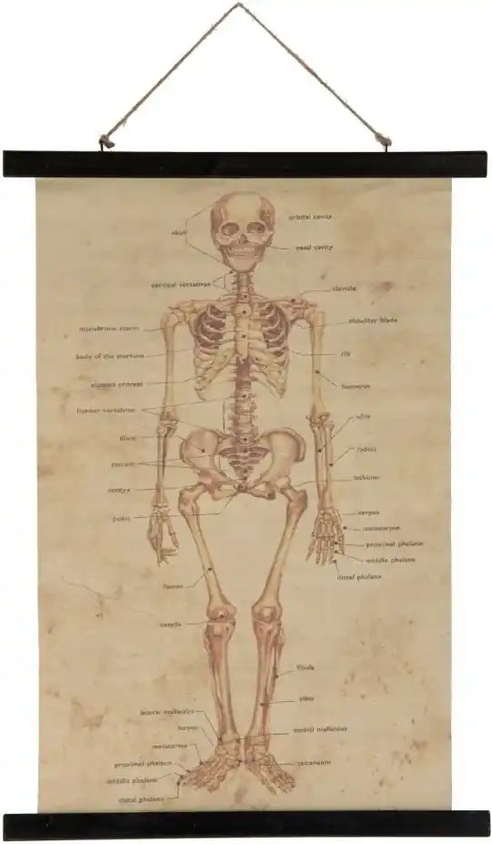 Nástenná mapa kostra ľudského tela - 70 * 50 * 2 cm | BIANO