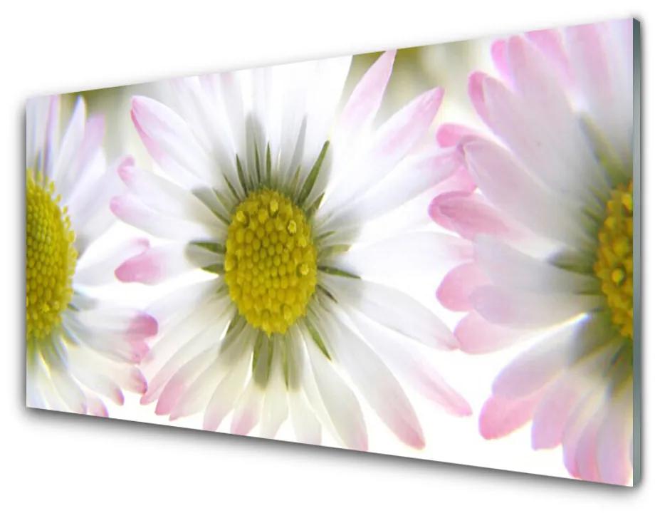 Obraz na akrylátovom skle Sedmokráska rastlina príroda 125x50 cm