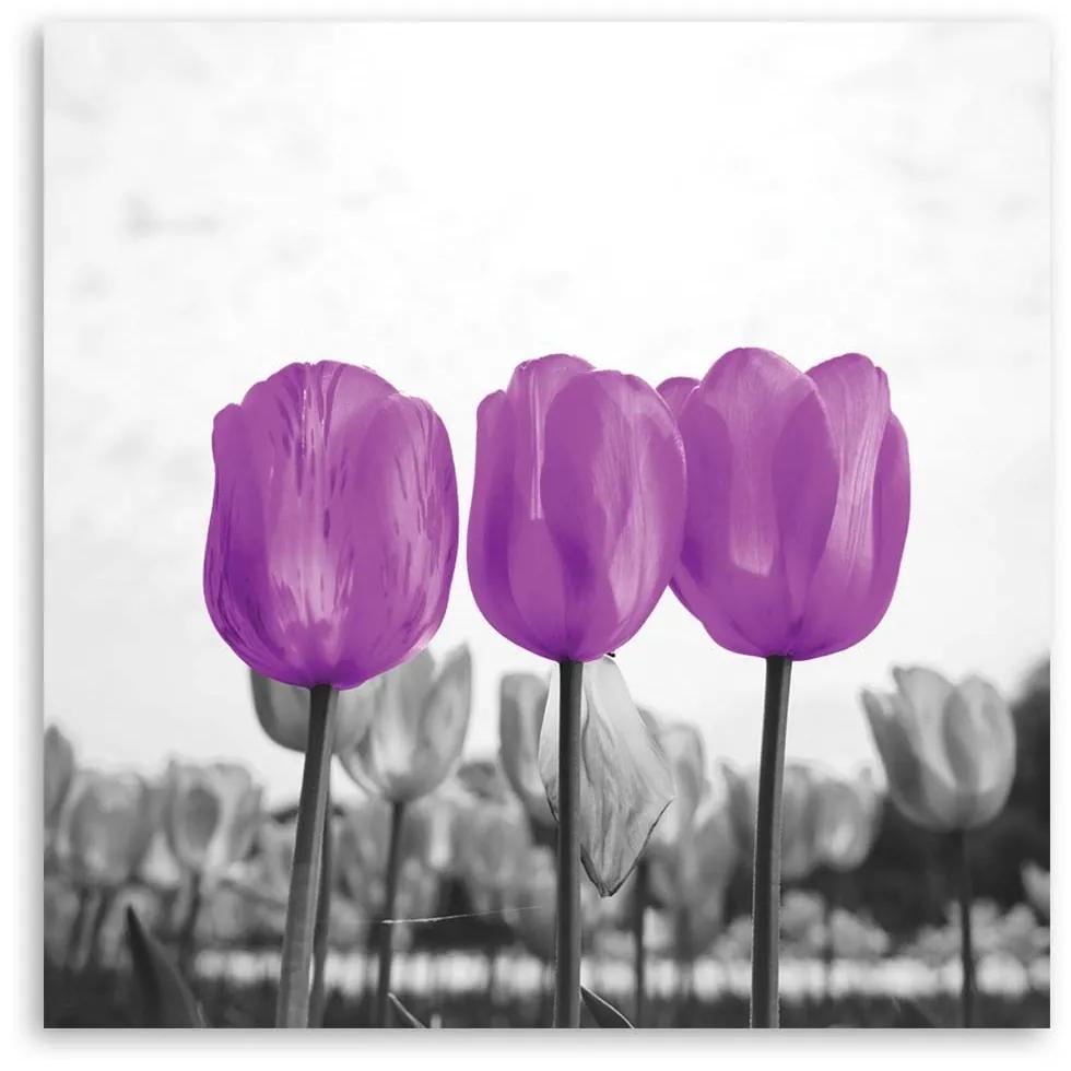 Gario Obraz na plátne Fialové tulipány Rozmery: 30 x 30 cm