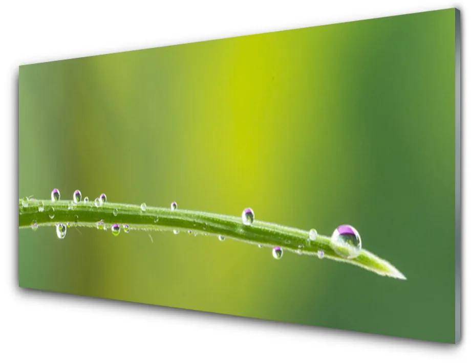Obraz plexi Kvapka rosy na tráve 100x50 cm