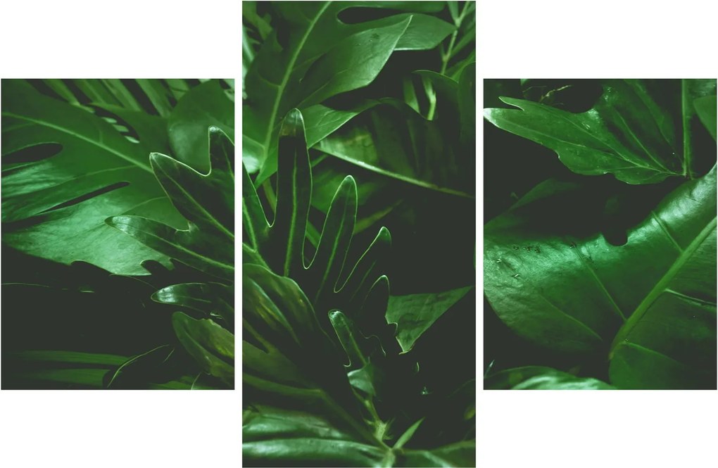 Obraz - Palmové listy (90x60 cm)
