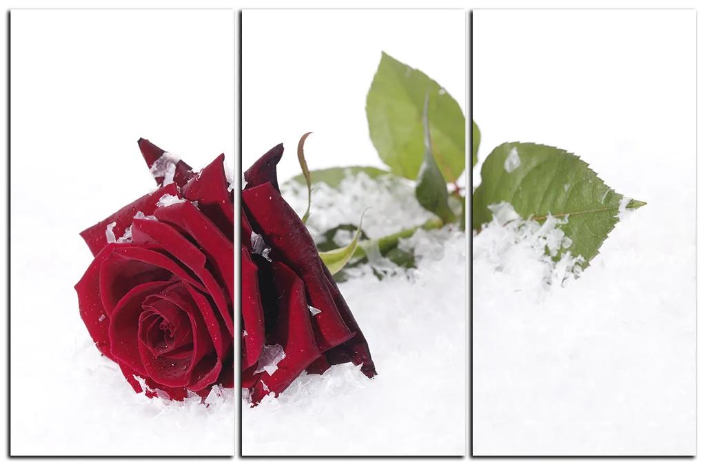 Obraz na plátne - Ruža na snehu 1103B (105x70 cm)