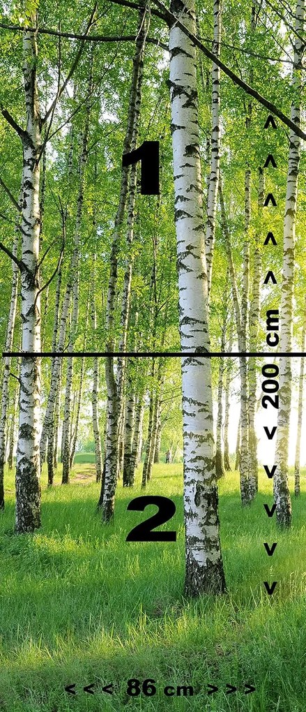 Fototapeta na dvere BIRCH GROVE 86x200 cm