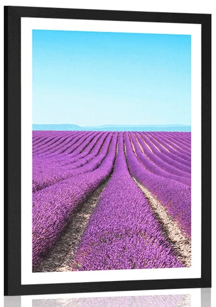 Plagát s paspartou nekonečné levanduľové pole - 40x60 white