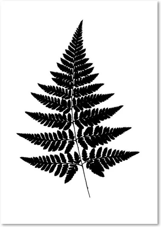 CARO Obraz na plátne - Fern Leaves 30x40 cm