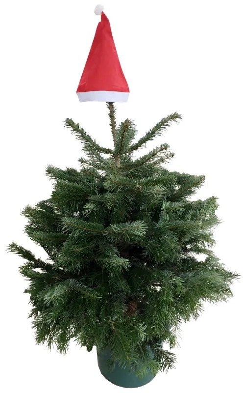 Vianočný stromček v kvetináči Jedľa kaukazská 150-180 cm, veľký