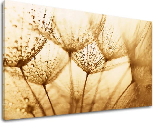 Obraz na stenu KVETY KV071E11 - 30x40 cm