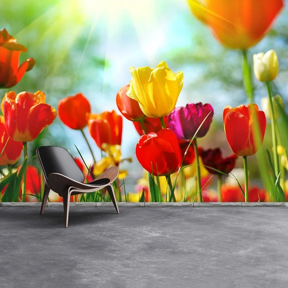 Fototapeta Vliesová Kvety tulipánov 152x104 cm