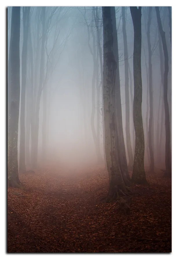 Obraz na plátne - Hmla v lese - obdĺžnik 7182A (120x80 cm)