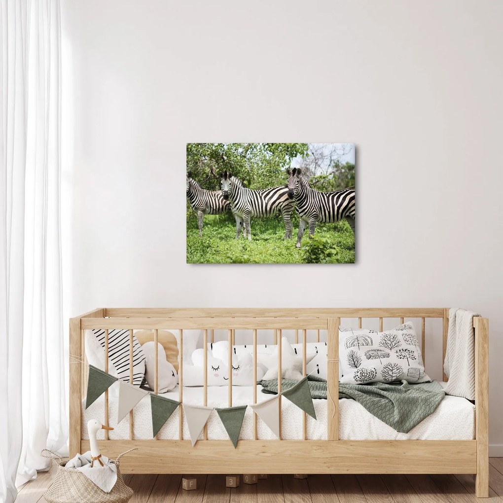 Obraz so zebrami (70x50 cm)