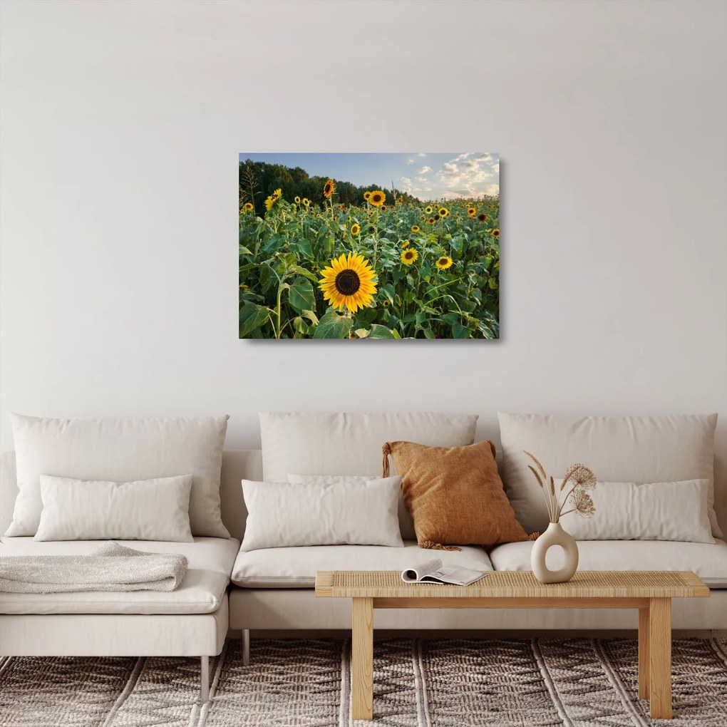 Sklenený obraz - Slnečnicové pole II. (70x50 cm)