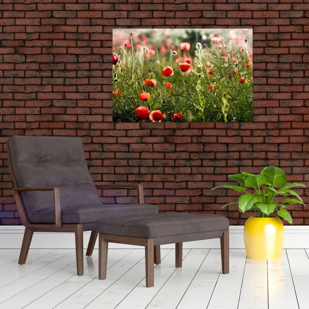 Obraz vlčích makov (90x60 cm)