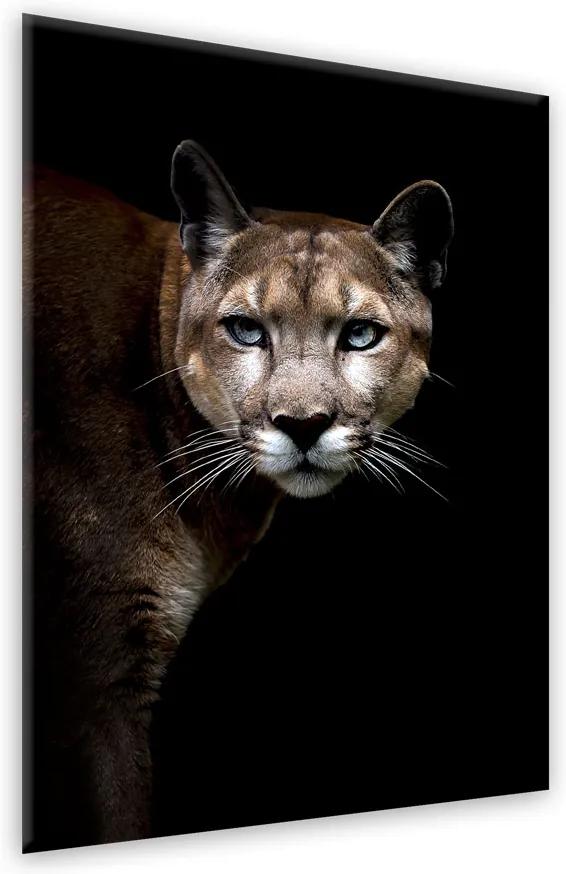 Obraz na skle Styler - Cougar 70x100 cm