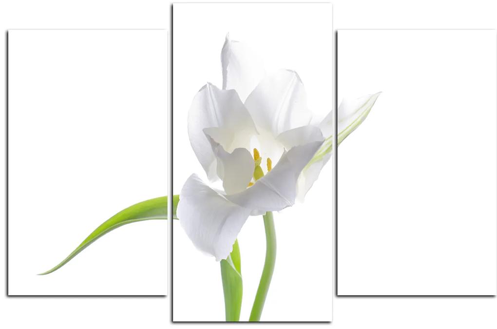 Obraz na plátne - Tulipán 181C (105x70 cm)