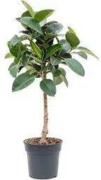 Fikus - Ficus elastica "Robusta" Stem 30x140 cm