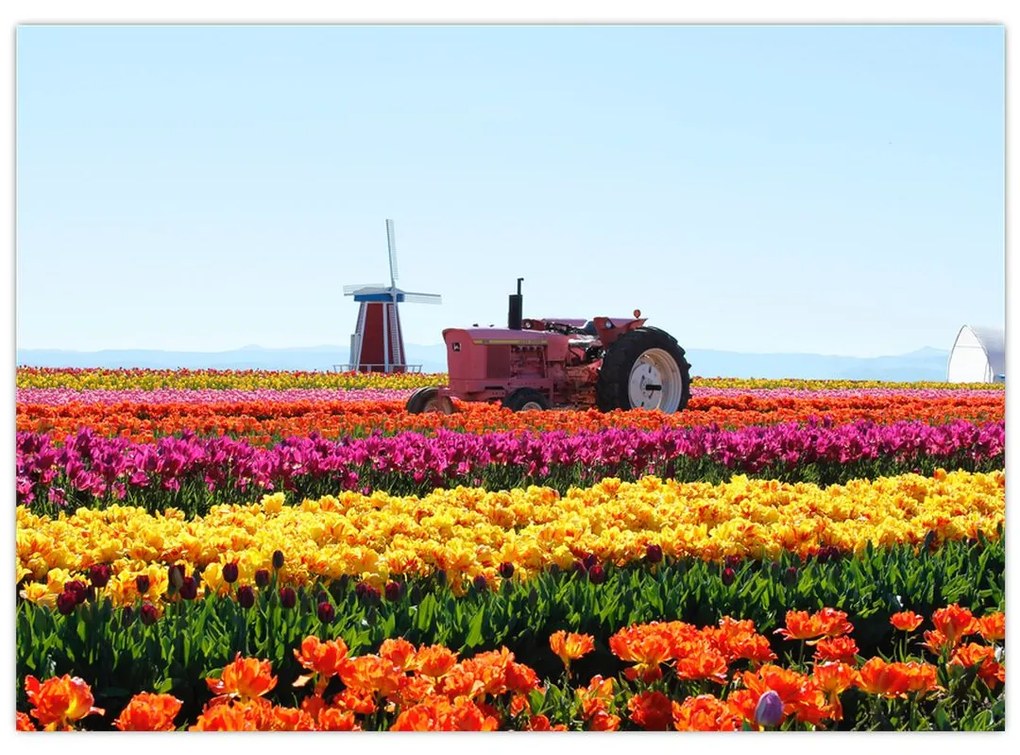 Sklenený obraz tulipánové farmy (70x50 cm)