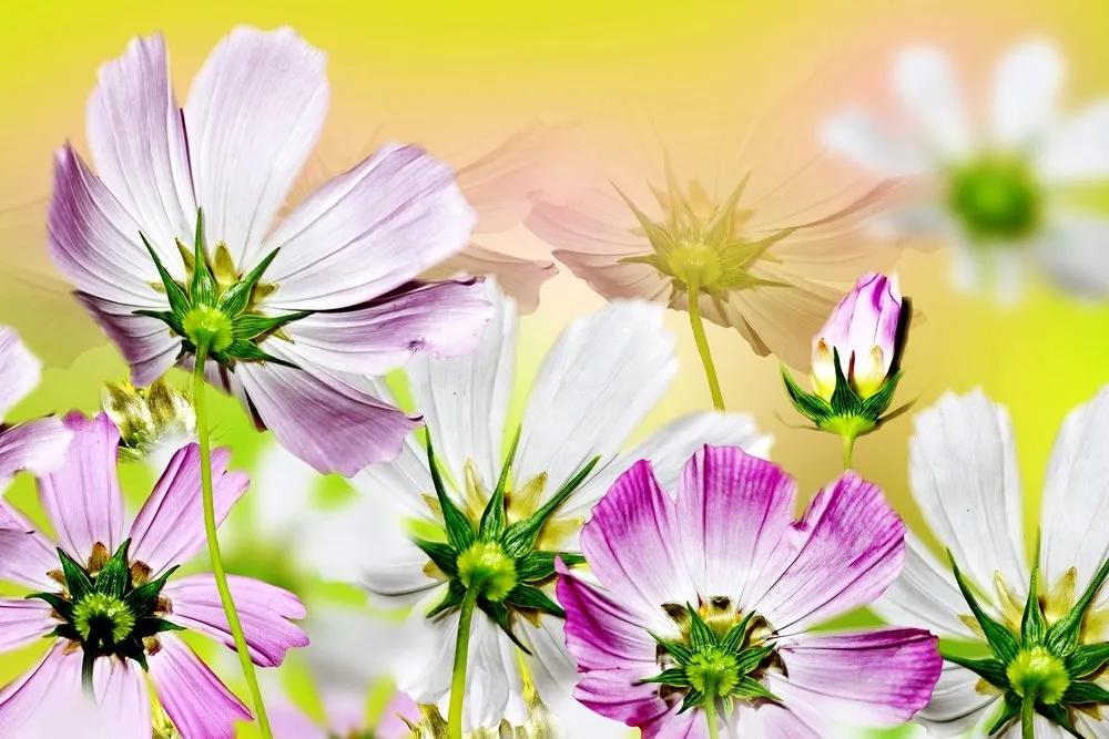 Obraz letné kvety - 120x80