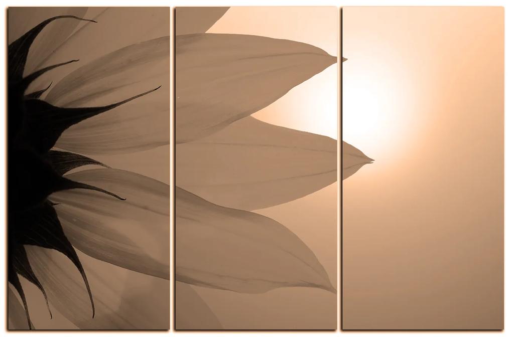 Obraz na plátne - Slnečnica kvet 1201FB (135x90 cm)