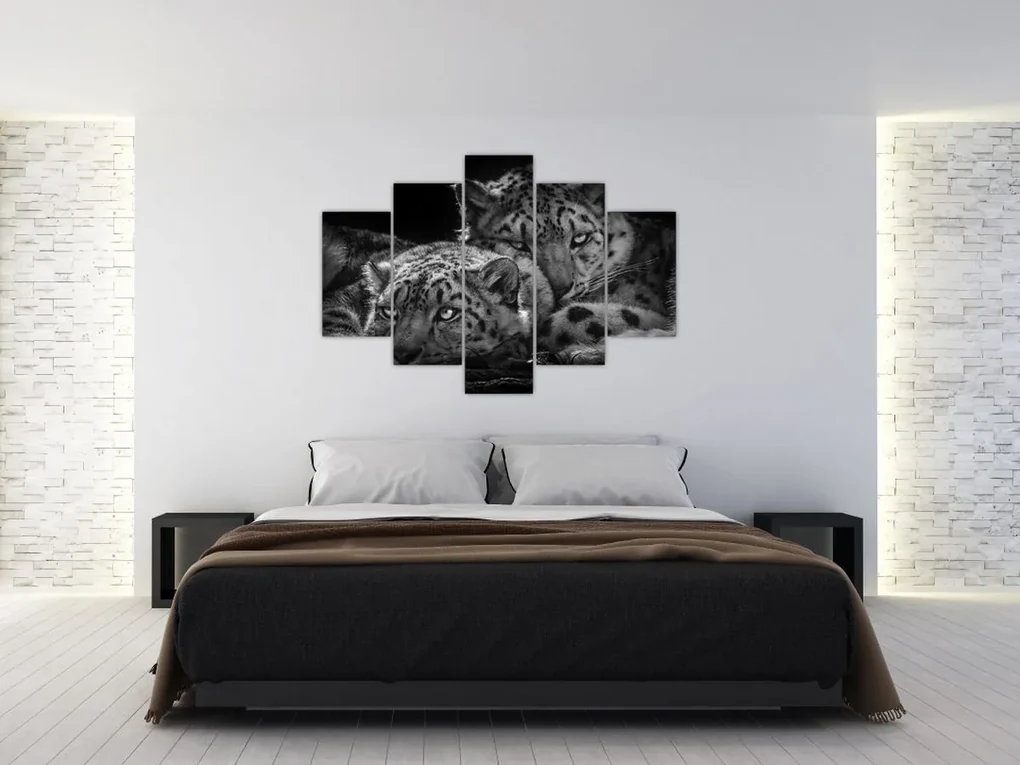 Obraz - Odpočívajúci gepardy (150x105 cm)